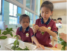 20240607【生活燕幼·园区动态】“五月初五 端午安康”——燕幼燕鸣苑分园端午节活动_html_1b3419bb.png