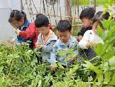 【生活燕幼·园区动态】燕幼中心园：“春意藏，立夏至”——小二班立夏节气活动_html_7680c65d.jpg