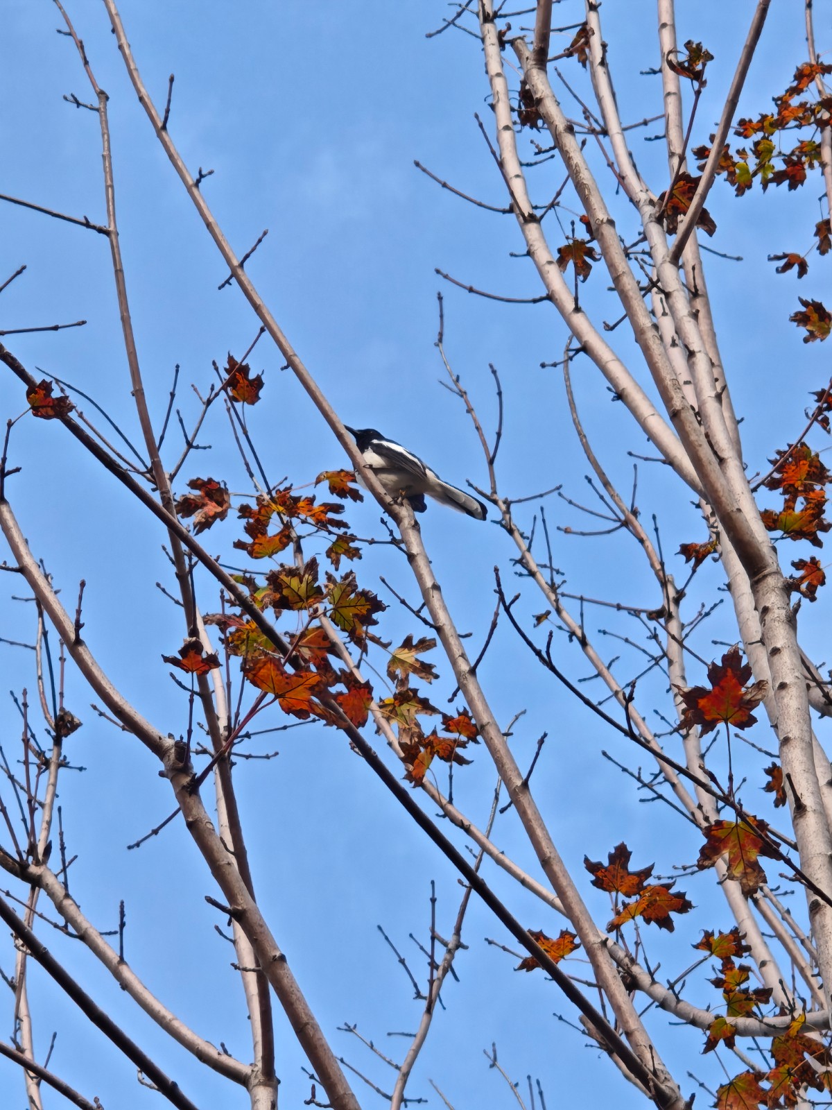 IMG_20251110_152754.jpg IMG_20251110_152754.jpg