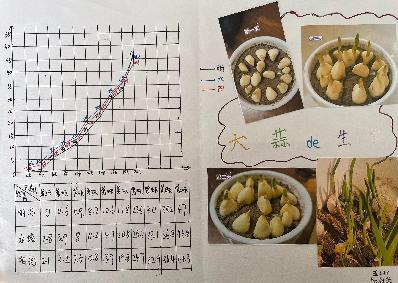 20250425五数数学实践活动蒜叶成长记吉康写_html_m70408987.jpg