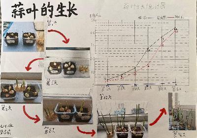 20250425五数数学实践活动蒜叶成长记吉康写_html_m4f453735.jpg