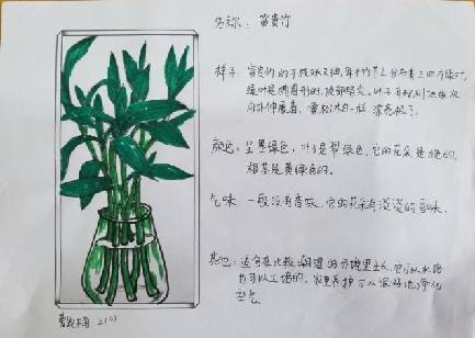 植物记录卡 亲近大自然_html_1878b533.jpg