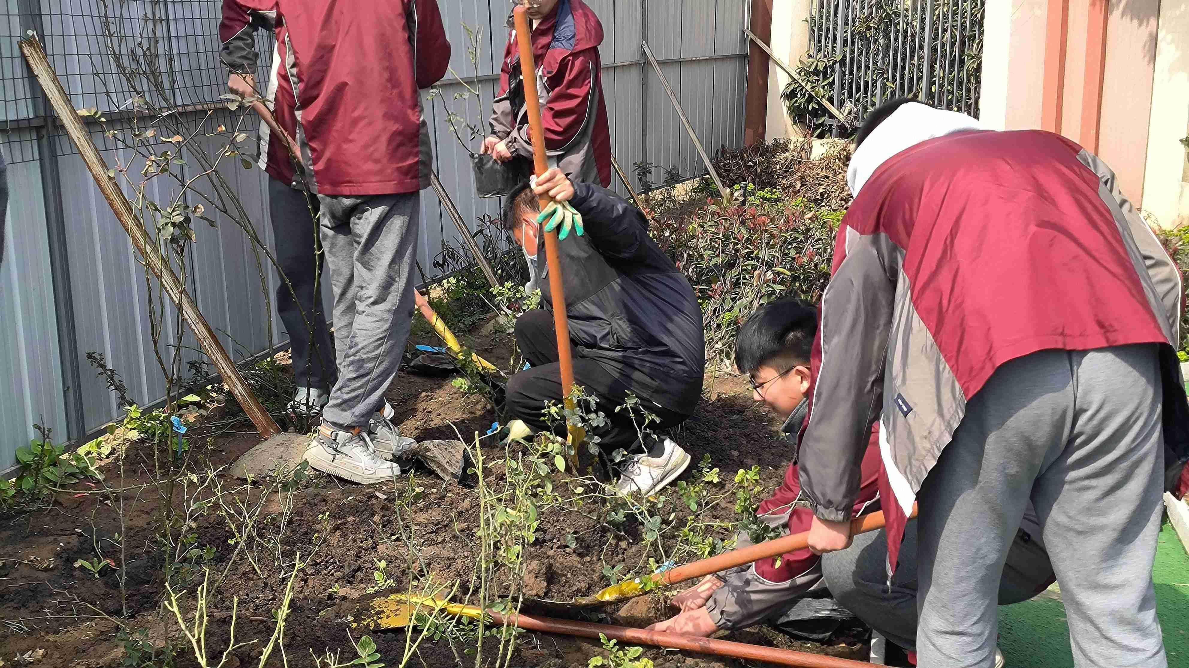【臻美花中 花样劳动】阳春布德泽，静待花开时——南京市园中学开展月季种植活动_html_4e146815.jpg
