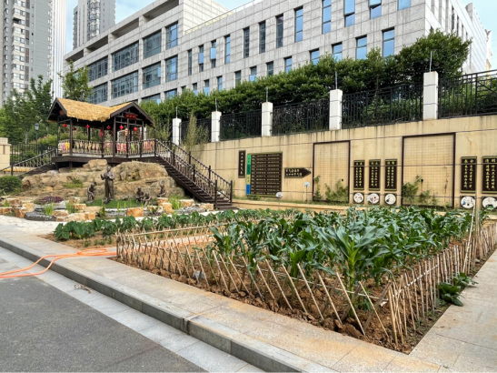 【知行晓庄】我和蚕豆握握手——一（5）班农场收获蚕豆小记