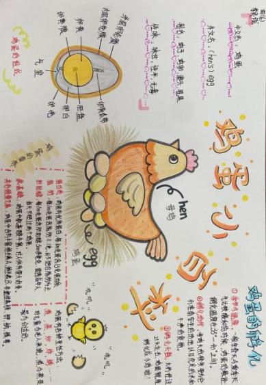 探寻“鸡蛋”奥秘新闻稿_html_m2dedbafb.jpg