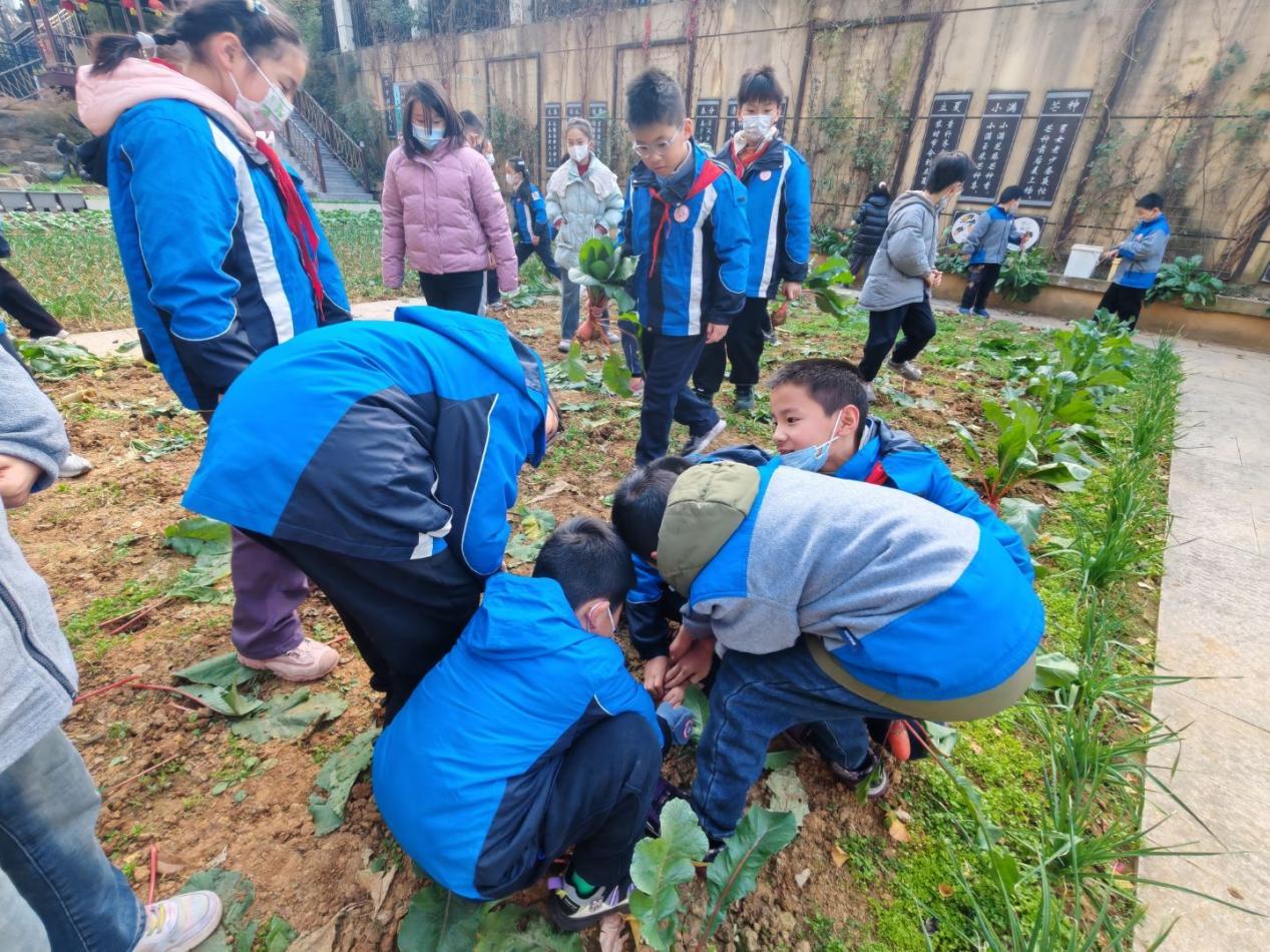 四年级5班拔萝卜劳动课堂新闻稿 _html_422ec61.jpg