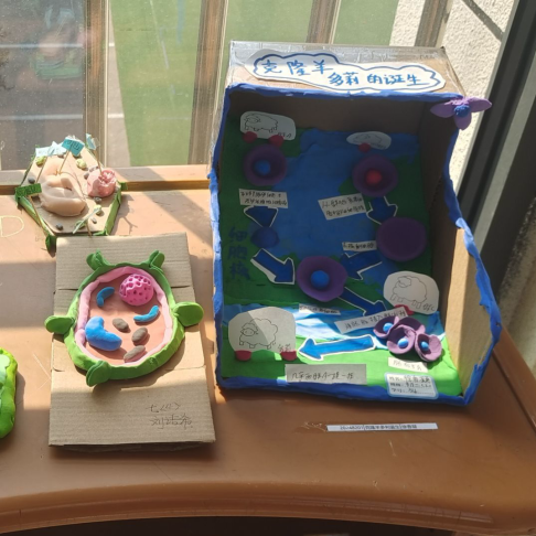 4.27【融创教学】模型盛会悄然尽  生物创花绽韵长——栖霞实验初级中学生物模型大赛_html_m4a27e8e8.png