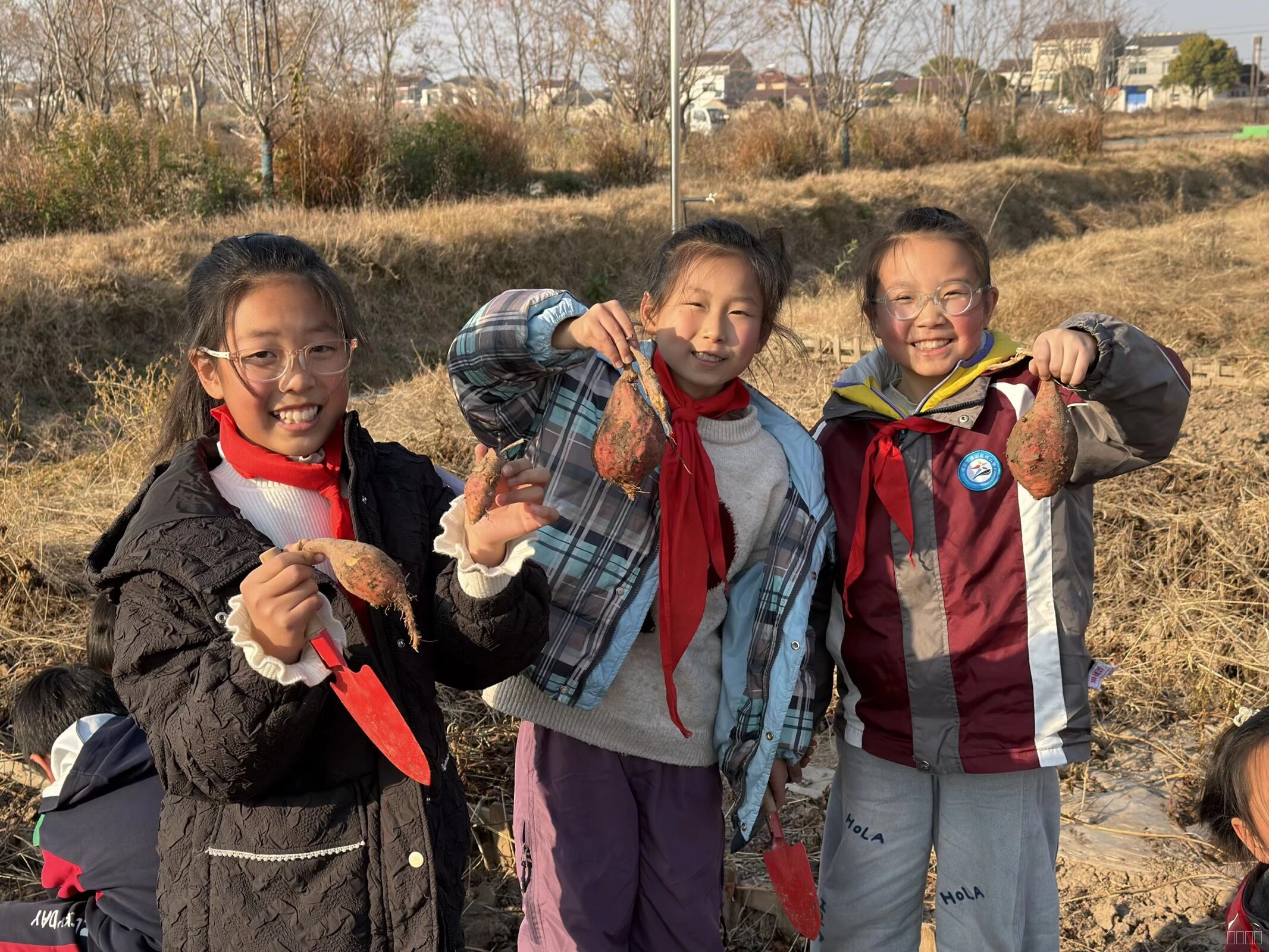 挖红薯.jpeg 挖红薯.jpeg