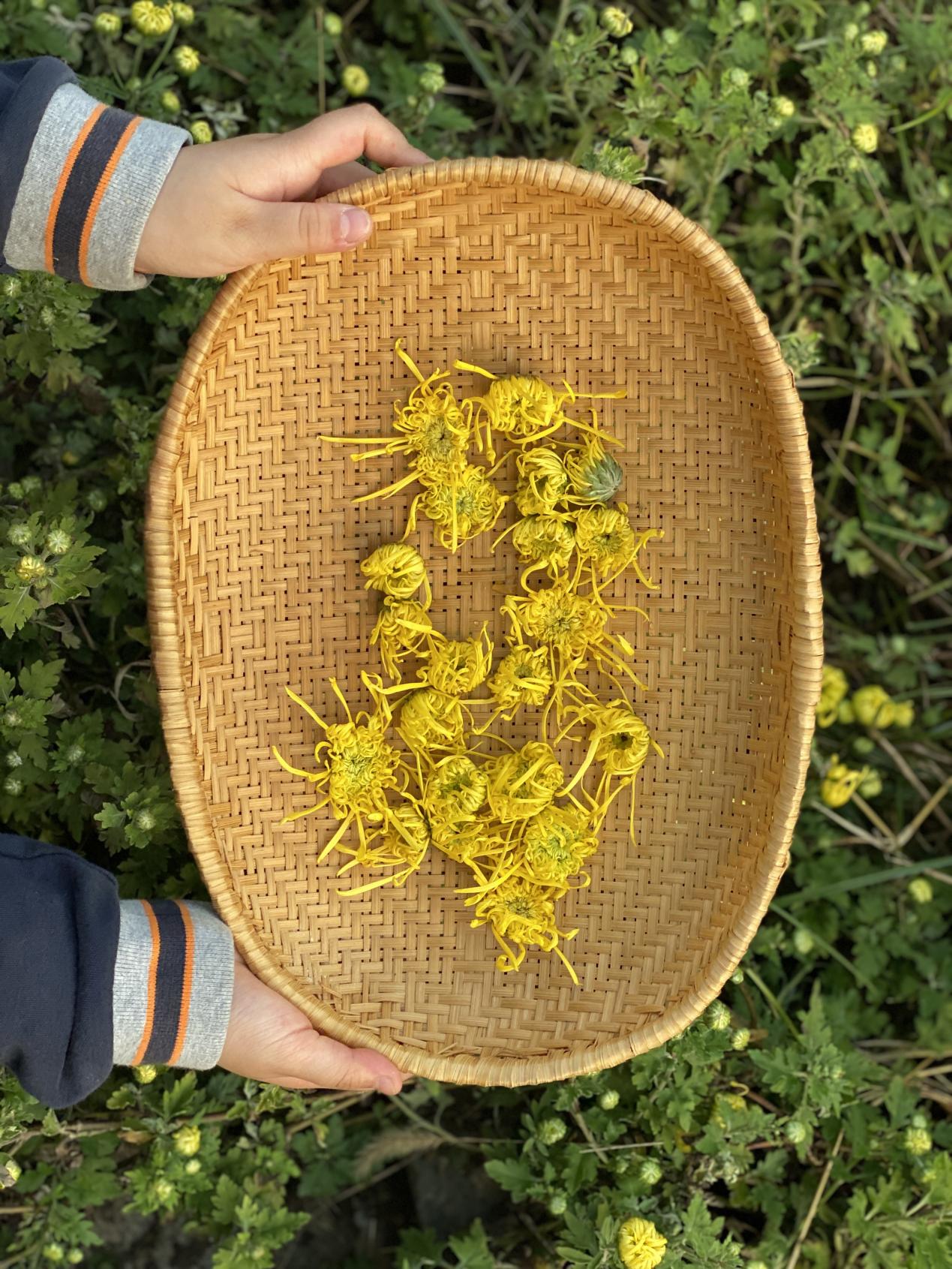 【博学广志】百草园里展风采 巧手烘制菊花茶_html_4facbcd9.jpg
