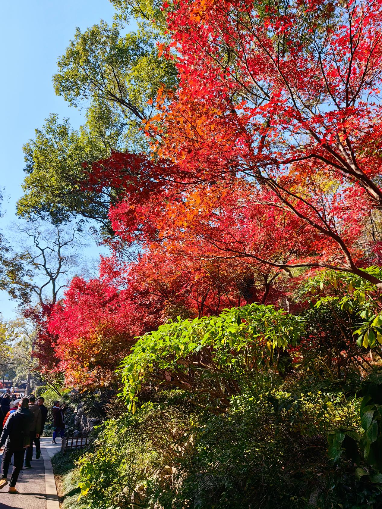 【湖畔·红领巾】同游栖霞山，共赏红枫节——记金陵小学（仙林湖校区）2023级5班团建活动_html_6c74e6eb.jpg
