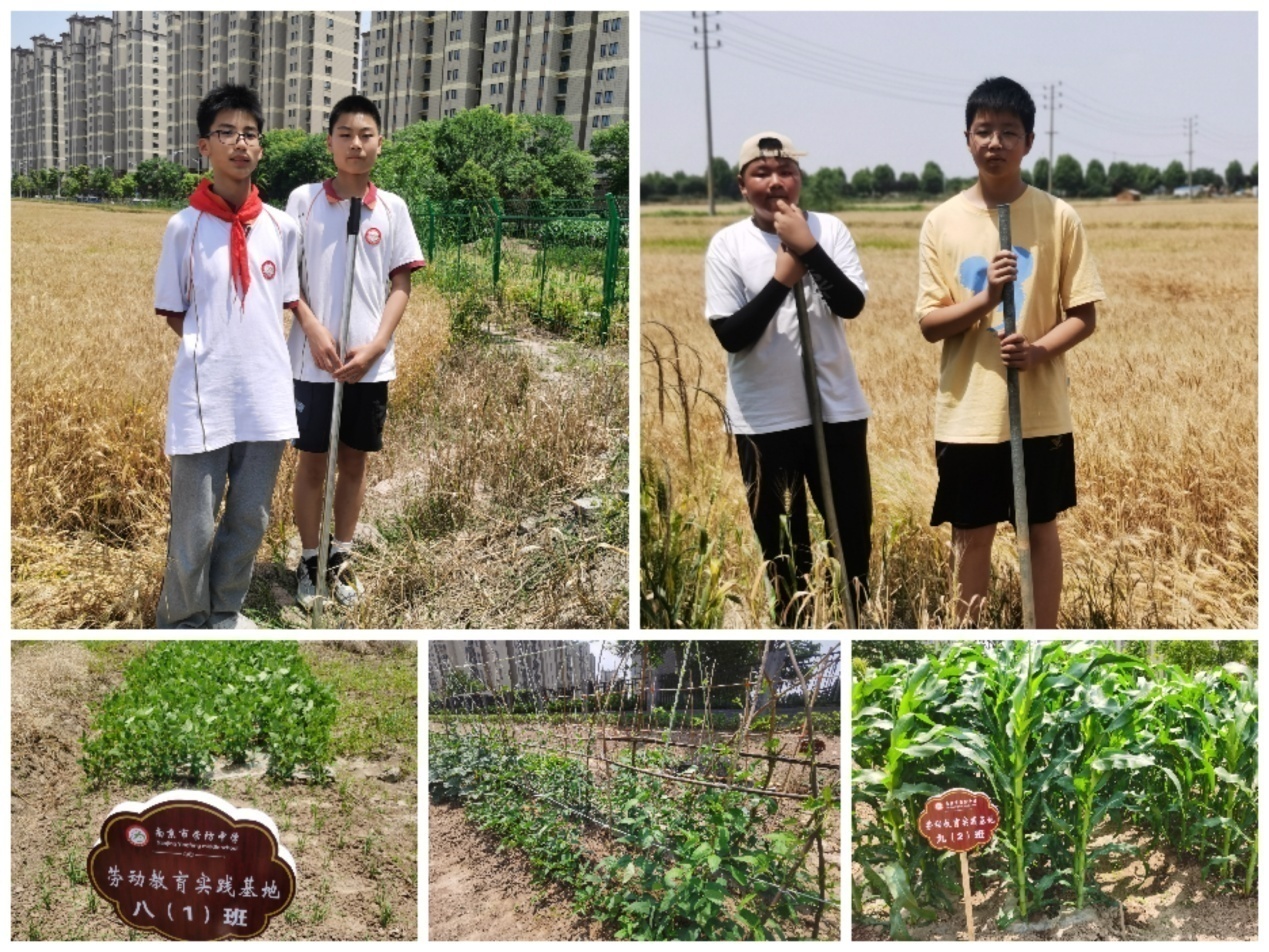 5月份劳动教育新闻稿_html_m1750d7b7.jpg