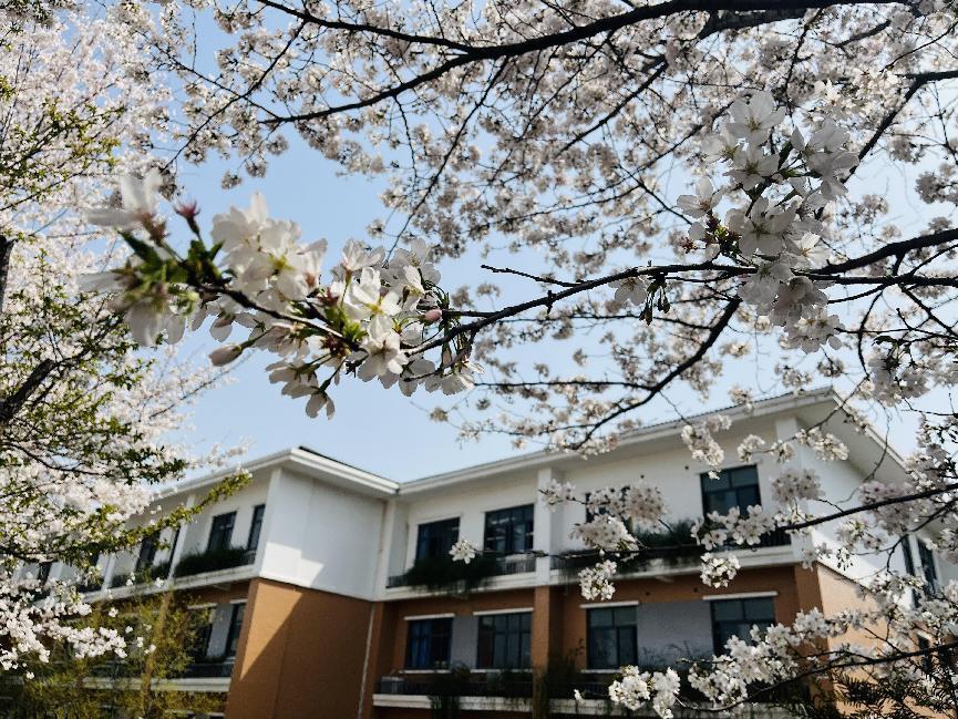 幕府山庄小学春日美景报道（二）_html_34ba01c2.jpg