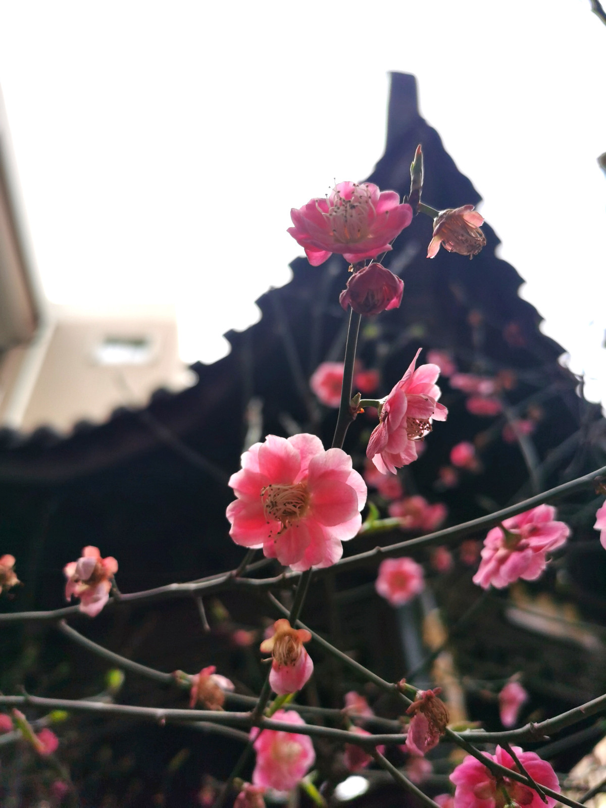 梅花.jpg