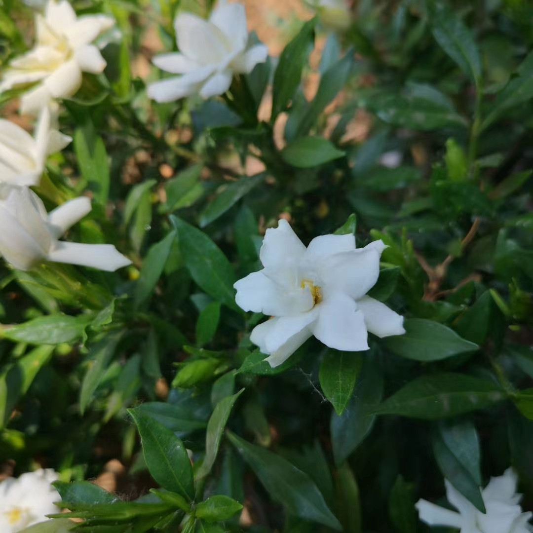 拔草8.jpg
