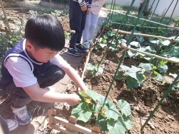 【生活燕幼·园区动态】燕幼中心园“时在小满，幸福满满”——大一班小满节气活动_html_m7a347d1f.jpg