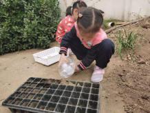 祥和园大班项目课程种植蚕豆新闻稿(1)_html_m135bddd2.jpg