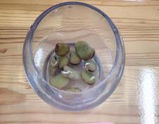 祥和园大班项目课程种植蚕豆新闻稿(1)_html_m650b52c4.jpg