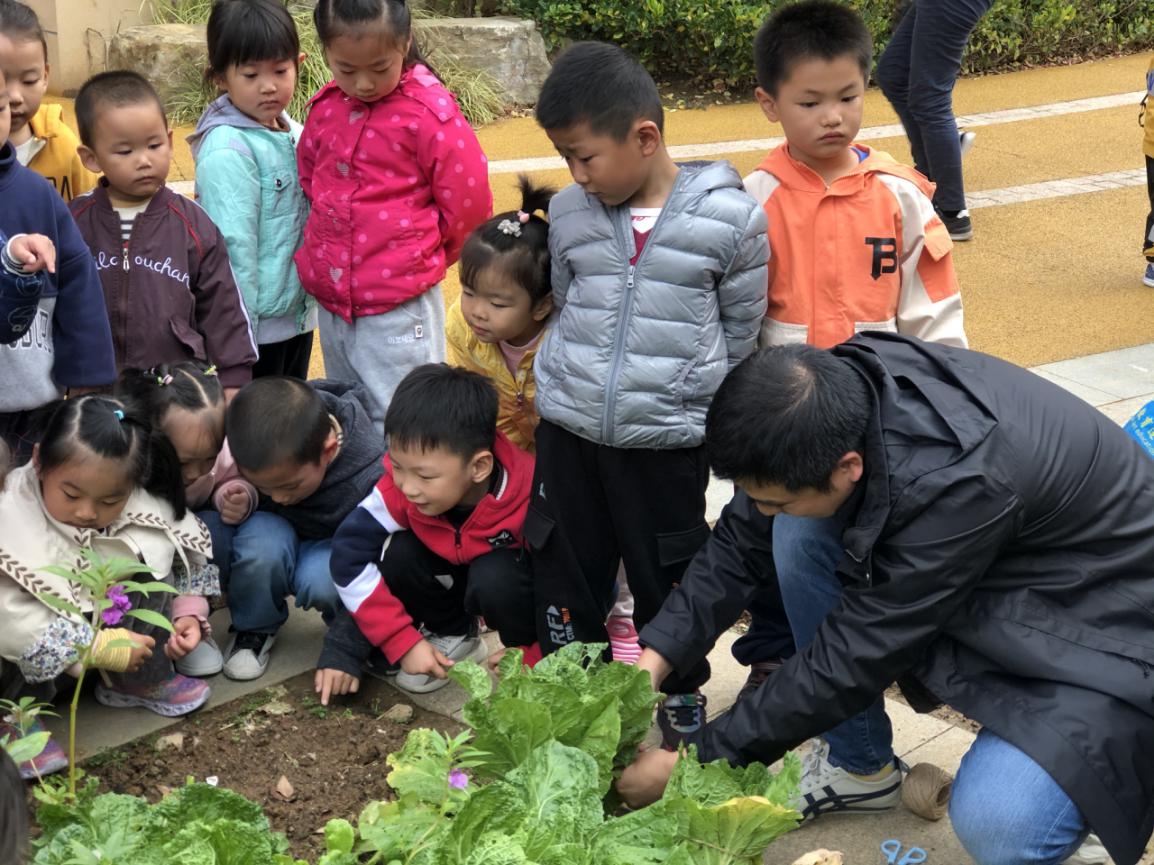 20201127【年级组动态】新城园区中班组种植团活动_html_m132672d3.jpg