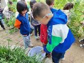 【生活燕幼·园区动态】燕幼中心园：“春意藏，立夏至”——小二班立夏节气活动_html_4da77194.jpg