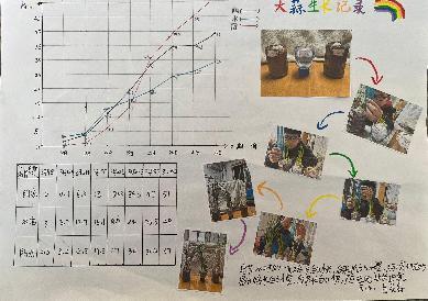 20250425五数数学实践活动蒜叶成长记吉康写_html_328f7f56.jpg