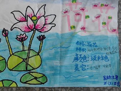 植物记录卡 亲近大自然_html_m5c96d079.jpg