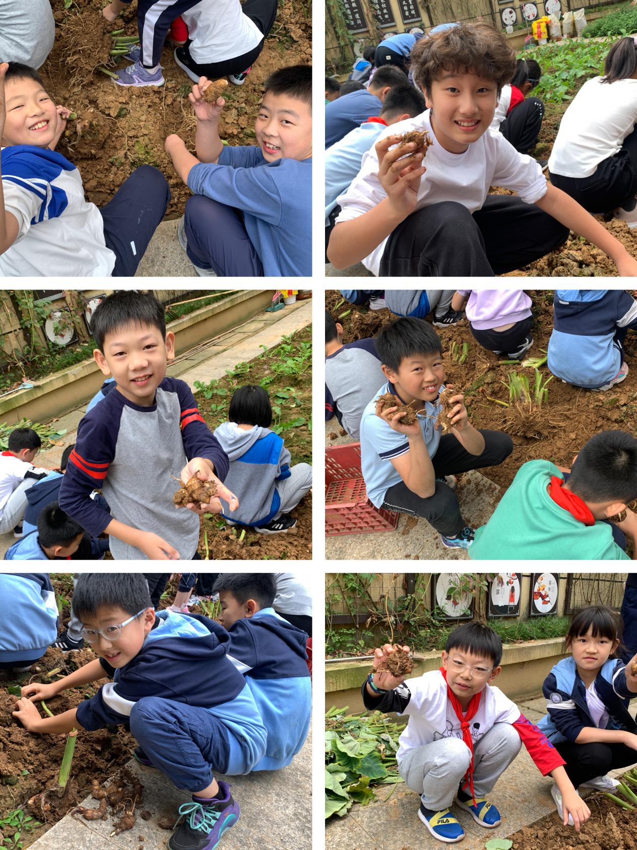 【陶娃爱劳动】收获秋天 “芋”见快乐——晓庄小学五（1）班劳动实践小记_html_m6223986b.jpg