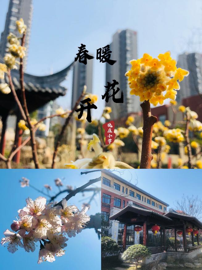 【知行晓庄】发扬“三牛”精神 续写晓庄诗篇  ——南京市晓庄小学2021年春季开学典礼