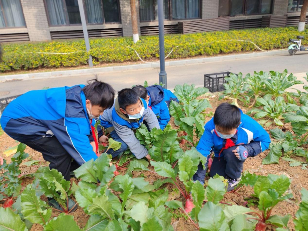 四年级5班拔萝卜劳动课堂新闻稿 _html_2a628980.jpg