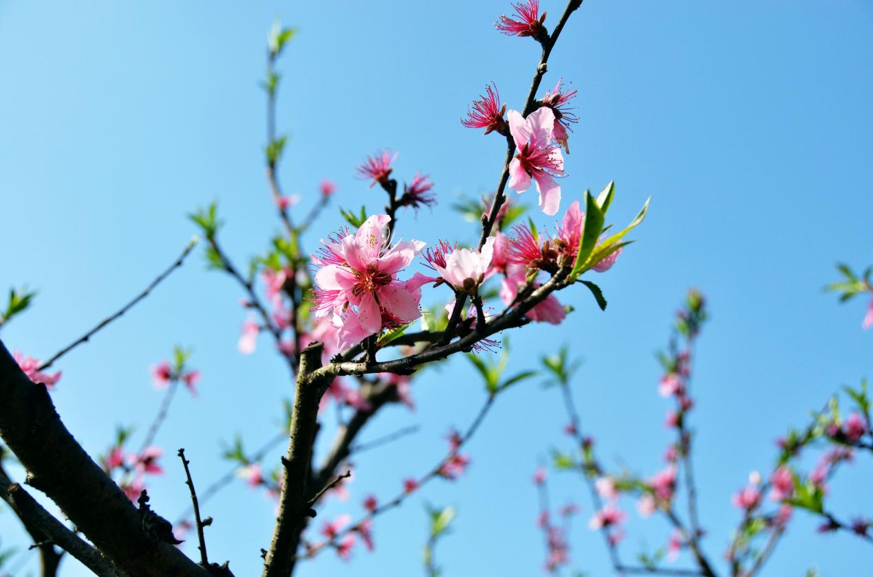 丁香汉声_html_46ab049f.jpg