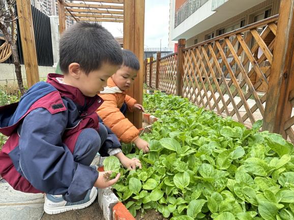 【枫香栖幼】霜降添味 食育润心  ——栖霞幼儿园云栖园十月食融百味活动