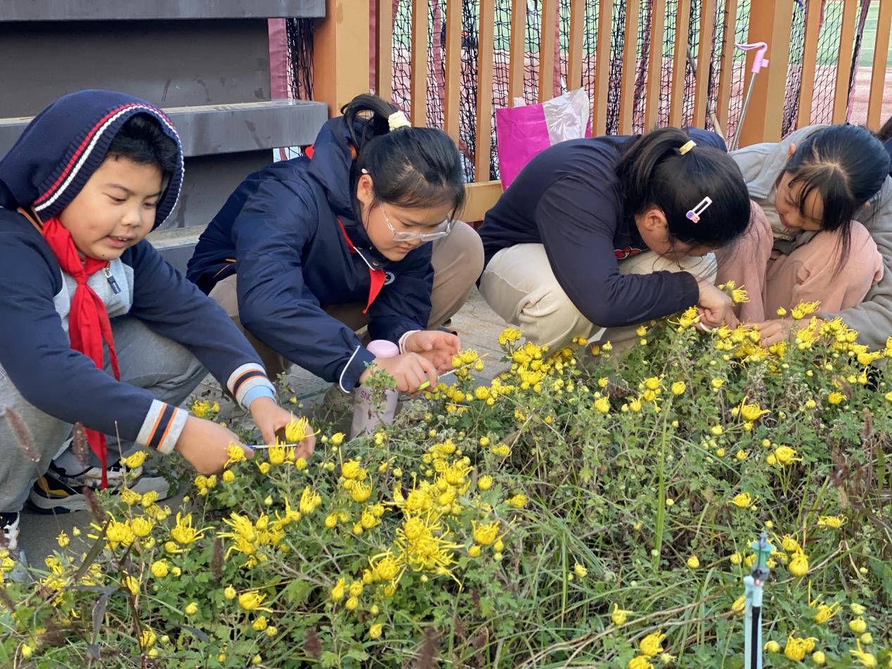 【博学广志】百草园里展风采 巧手烘制菊花茶_html_m6dbbc33c.jpg