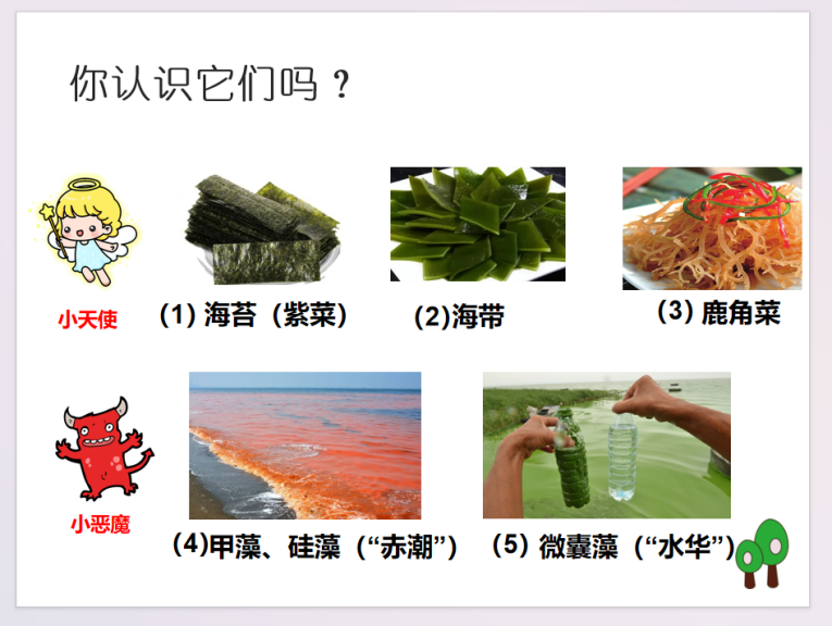 【湖畔·家校共育】藻类，淘气的五彩精灵——一（29）班家长进课堂活动_html_63e80b3a.png
