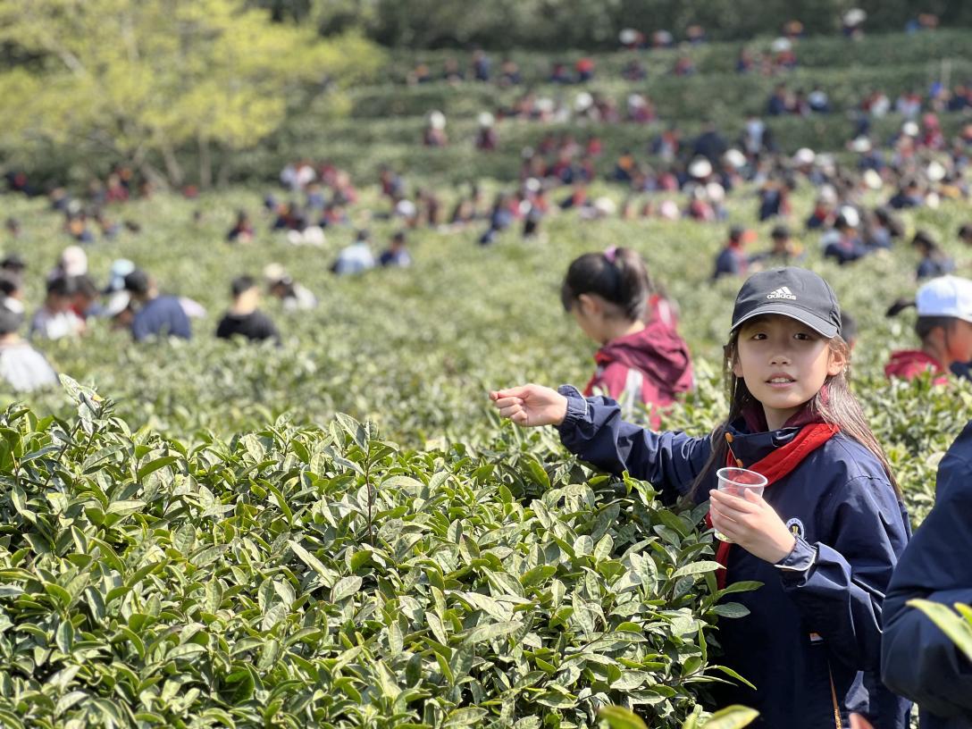 【湖畔·学生活动】走进春天 走进茶香 走进信仰——金陵小学（仙林湖校区）六年级春季综合实践活动_html_m4a9a147.jpg