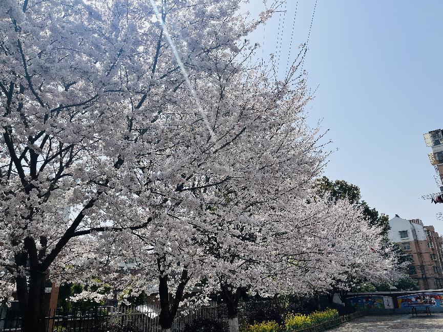 幕府山庄小学春日美景报道（二）_html_m534657e6.jpg