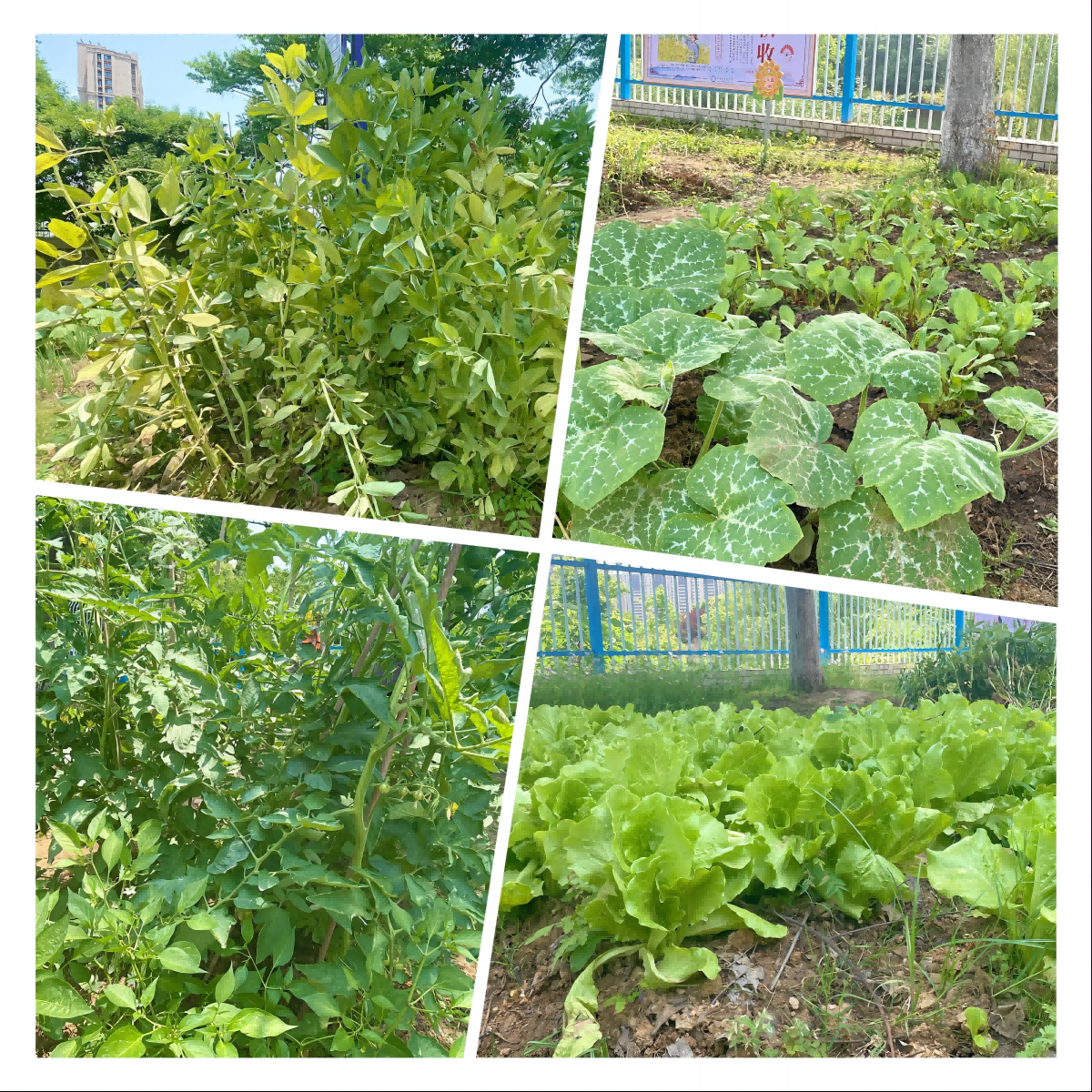 05 劳作成果(1).png 05 劳作成果(1).png