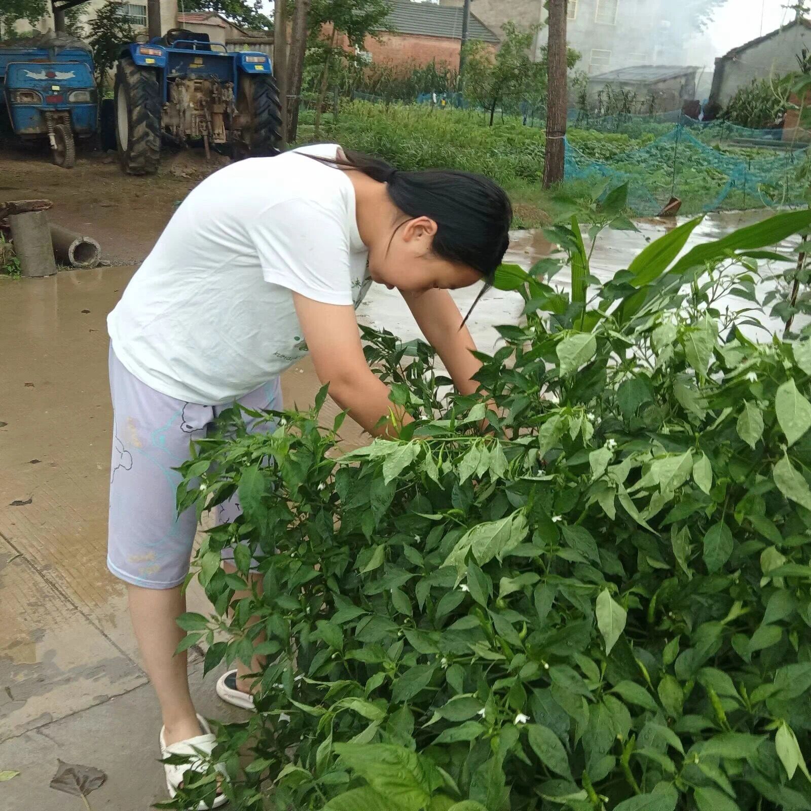 百炼石苑7_html_367cf342.jpg