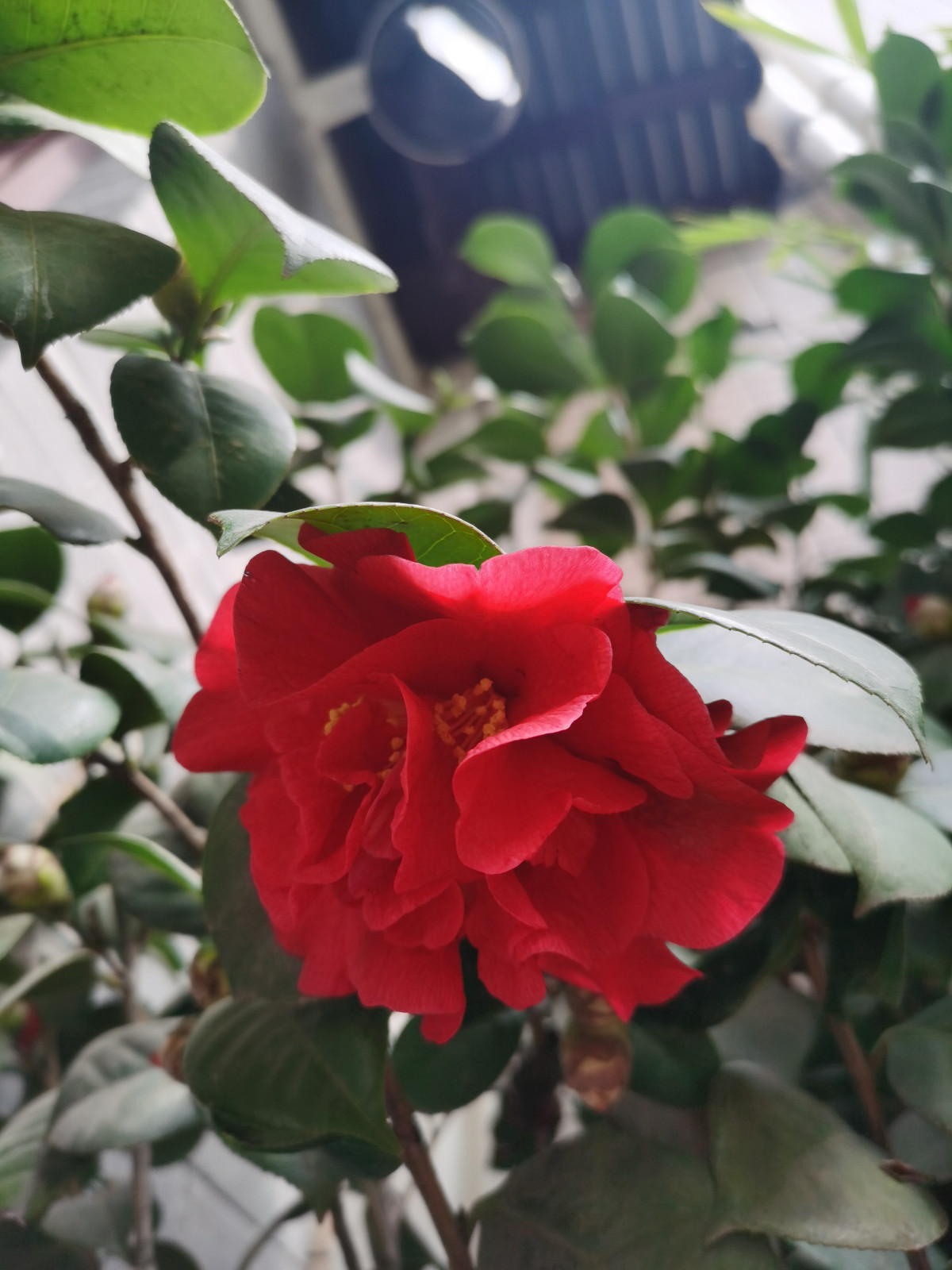 花1.jpg