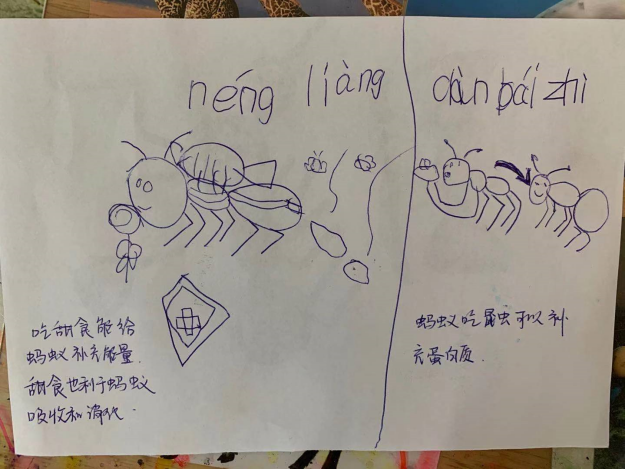 20210113【班级动态】大一班项目课程分享——蚂蚁探秘之旅_html_m73ef594b.png