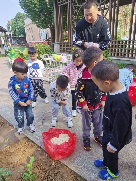 【生活燕幼·年级组动态】下庙分园：“拾秋季，探种植”——小班组种植团活动(1)_html_3d730198.jpg