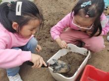 祥和园大班项目课程种植蚕豆新闻稿(1)_html_1fd30acd.jpg