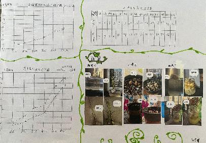 20250425五数数学实践活动蒜叶成长记吉康写_html_m1cdc7766.jpg