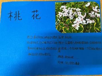 植物记录卡 亲近大自然_html_m21bdce7d.jpg