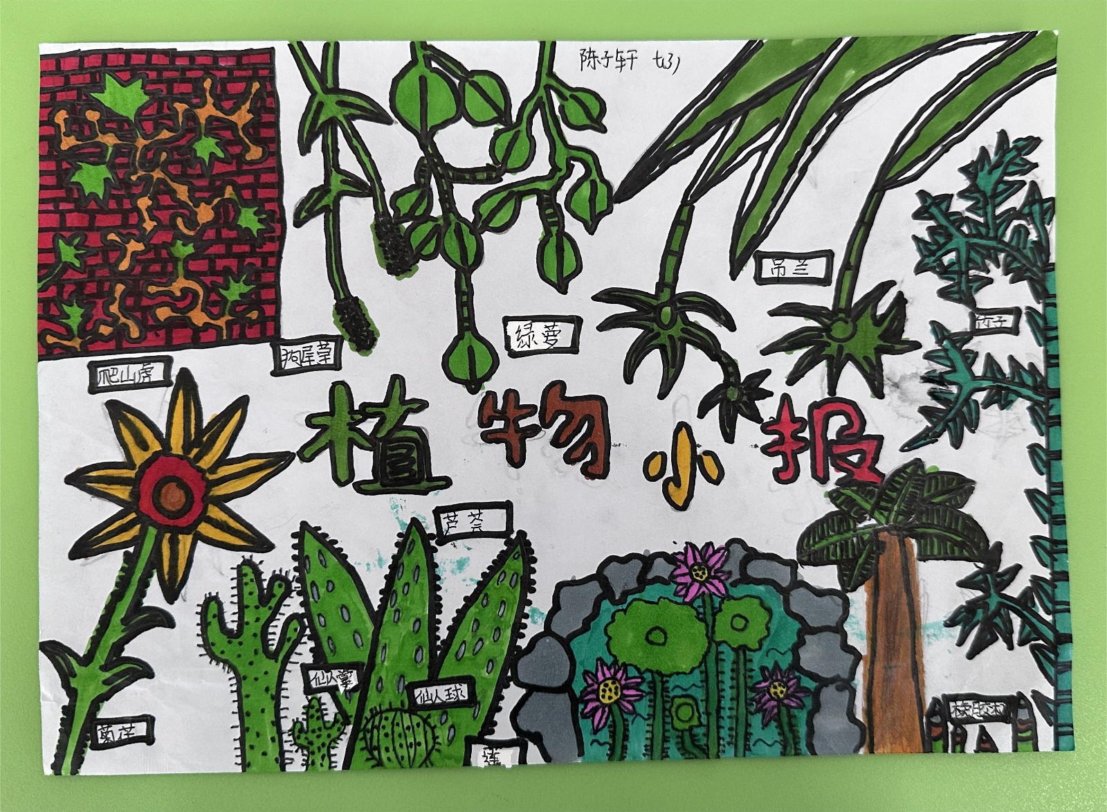 【绿色华中】展创意作业 秀多彩假期 | 七年级优秀地理生物作业展——“植物认知”手抄报活动