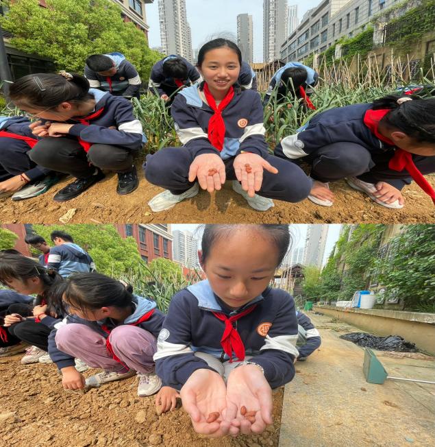 20240426六1班种花生活动报道_html_m4a68383a.jpg