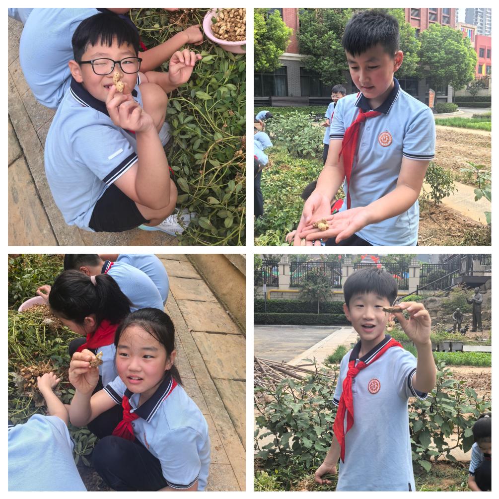 【知行晓庄】相约劳动，好事“花生” ——南京市晓庄小学（行知校区）小农场劳动实践系列课程
