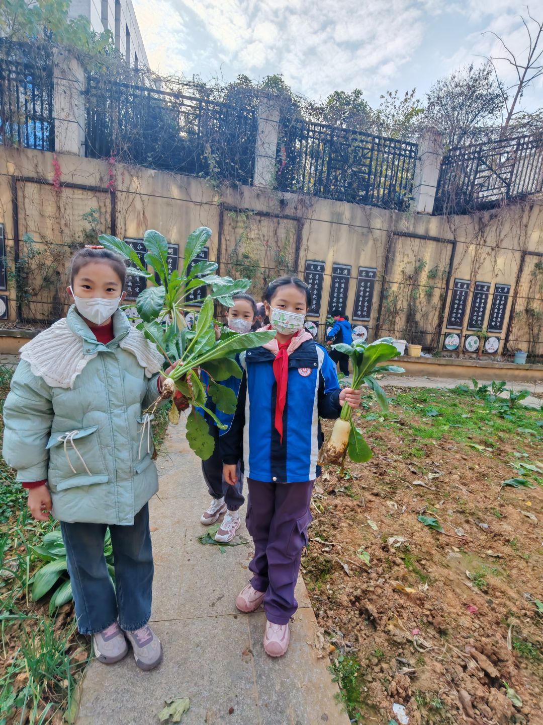 四年级5班拔萝卜劳动课堂新闻稿 _html_3a3e32cb.jpg