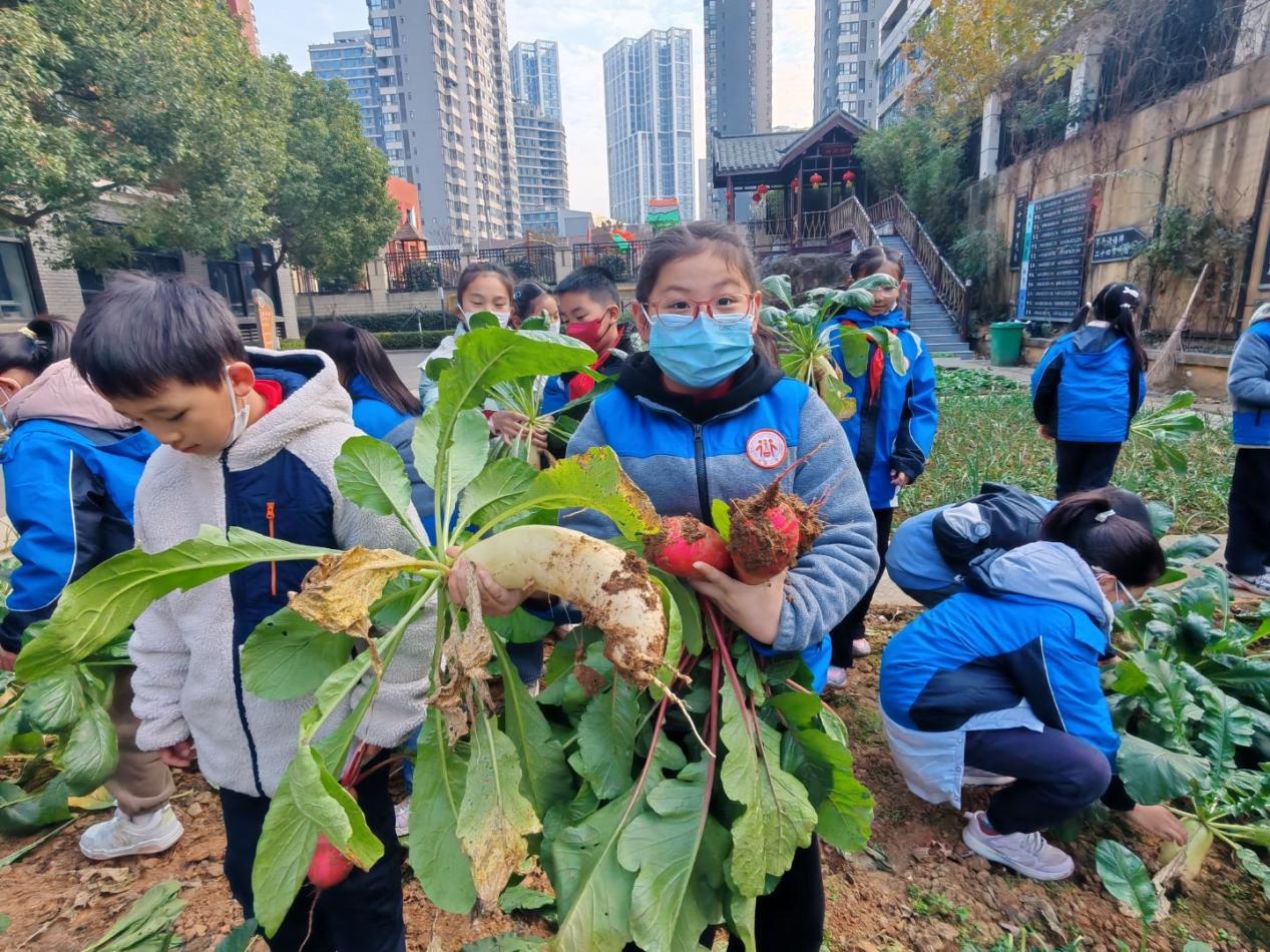 四年级5班拔萝卜劳动课堂新闻稿 _html_m70c61c43.jpg