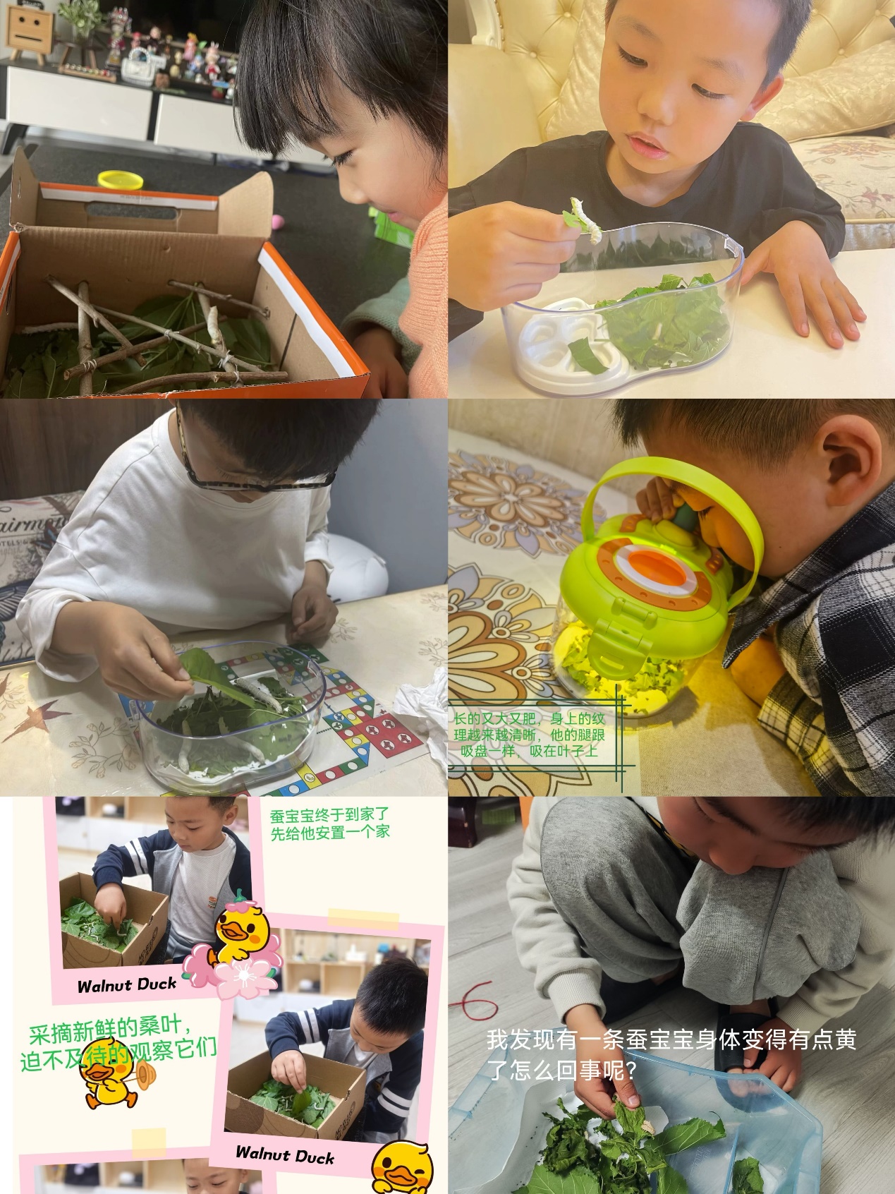 养蚕记(1)_html_m2ec81785.jpg