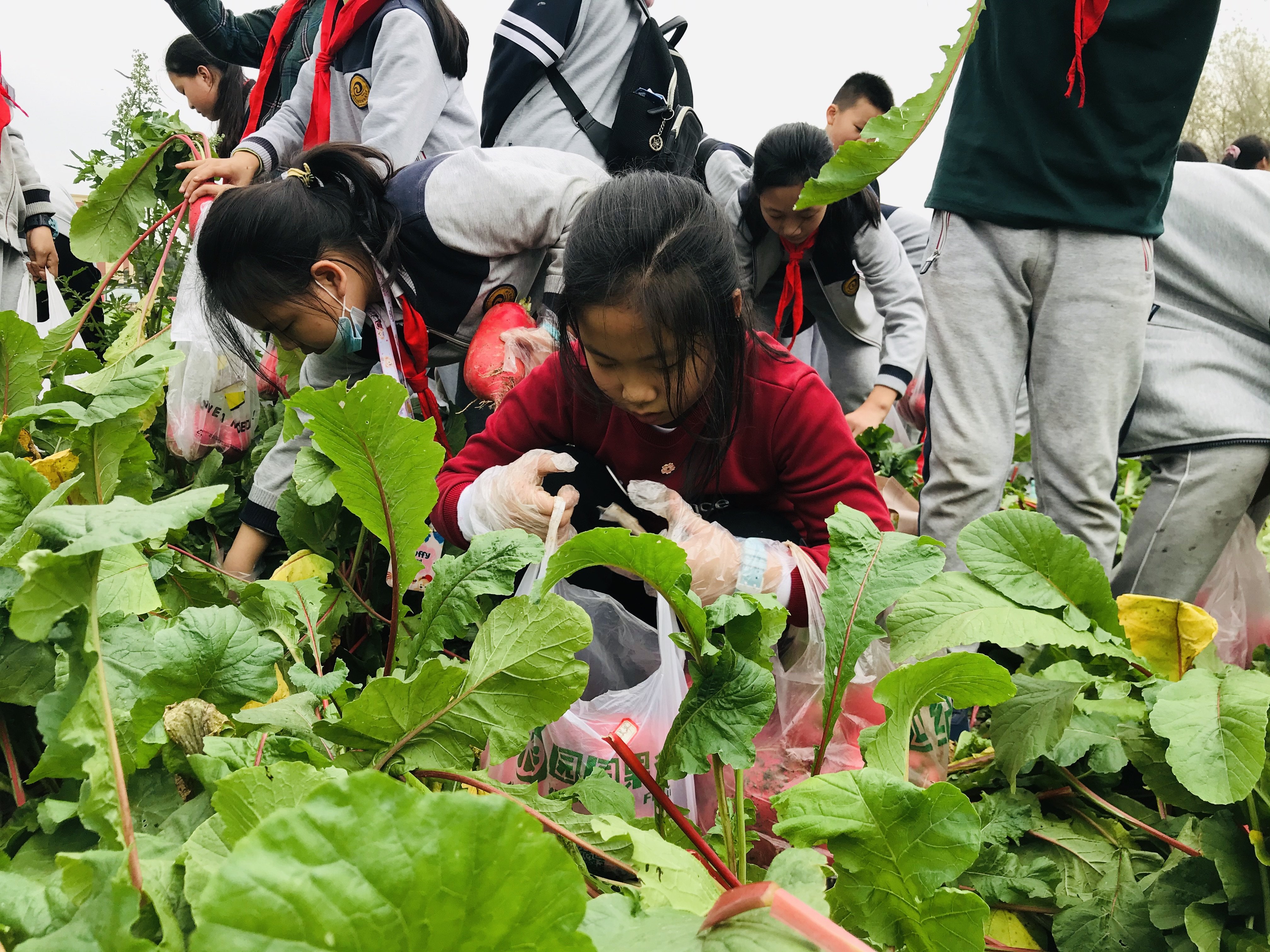 我与萝卜有约_html_16b0c7a8.jpg