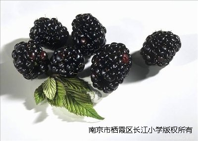 t0154e84800ecc31b01.jpg